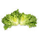 Lettuce Green Incised Mistergus RZ - LS11200 Seeds