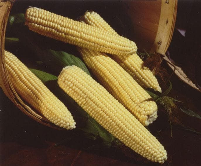Sweet Corn Northern Extra Sweet Seeds