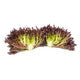 Lettuce Triple Red Incised Pamex RZ - LS11030 Seeds