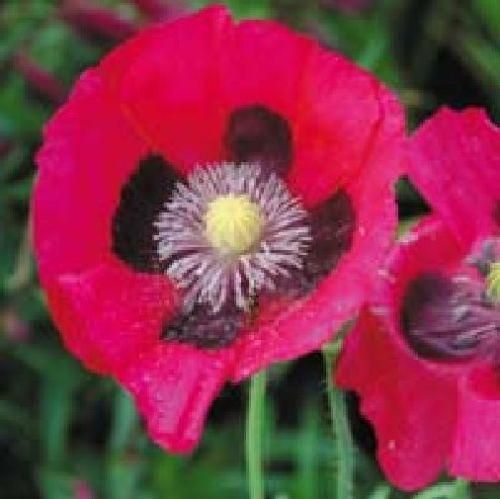 Papaver Lady Bird Seeds