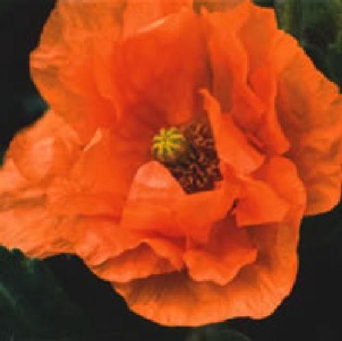 Papaver Orange Feathers Seeds