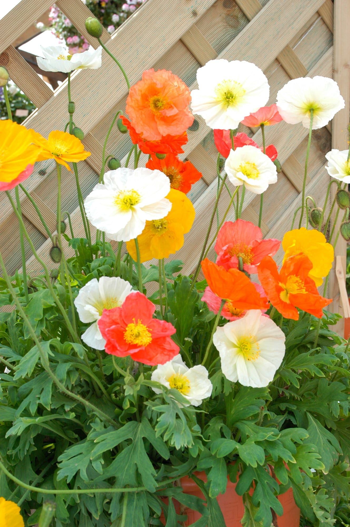 Papaver Champagne Bubbles Mix Seeds