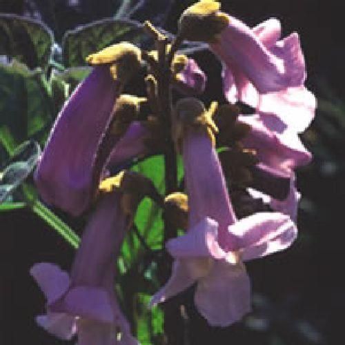 Paulownia tomentosa Seeds