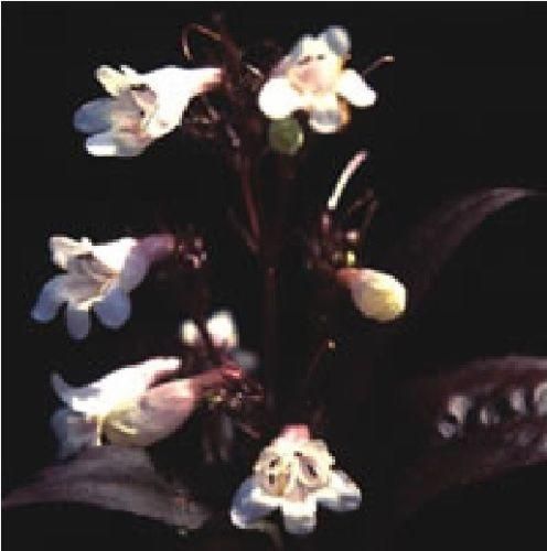 Penstemon digitalis Husker Red Seeds