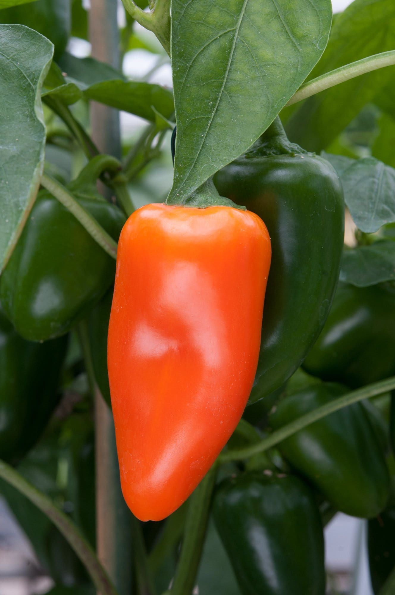 Sweet Pepper Snack Pepper Orange Seeds