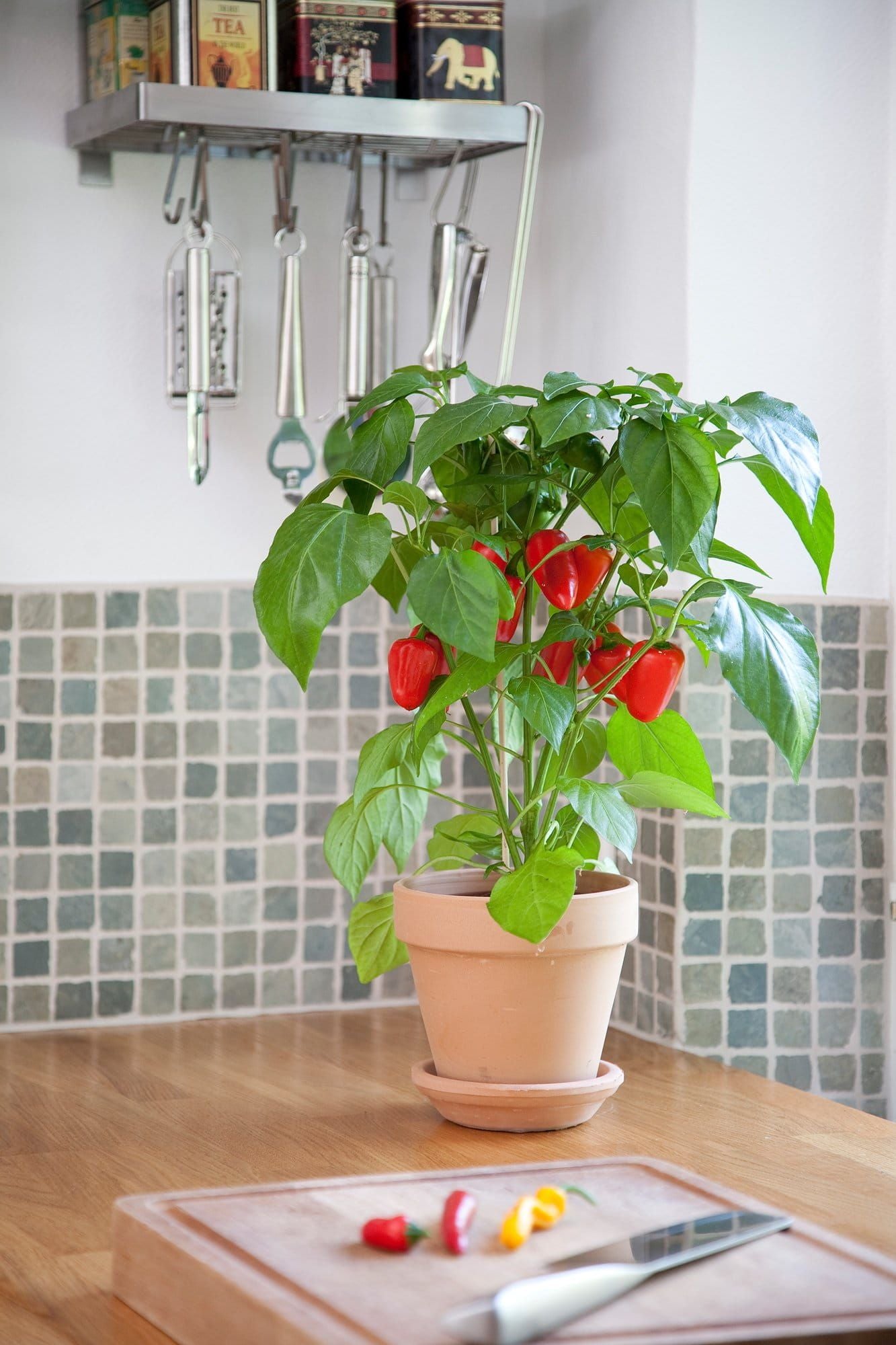 Sweet Pepper Snack Red Seeds