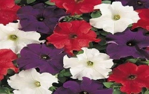 Petunia Express Patriot Mixed F1 Hybrid Seeds