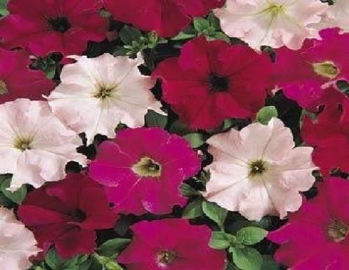 Petunia Express Wild Rose Mixed F1 Hybrid Seeds