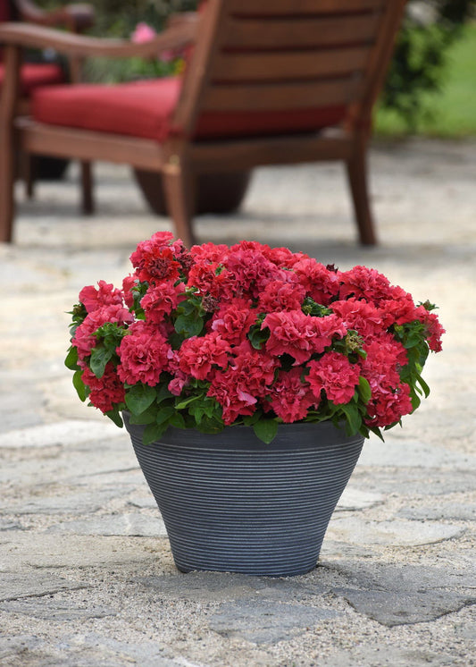 Petunia Double Pirouette Valentine Seeds