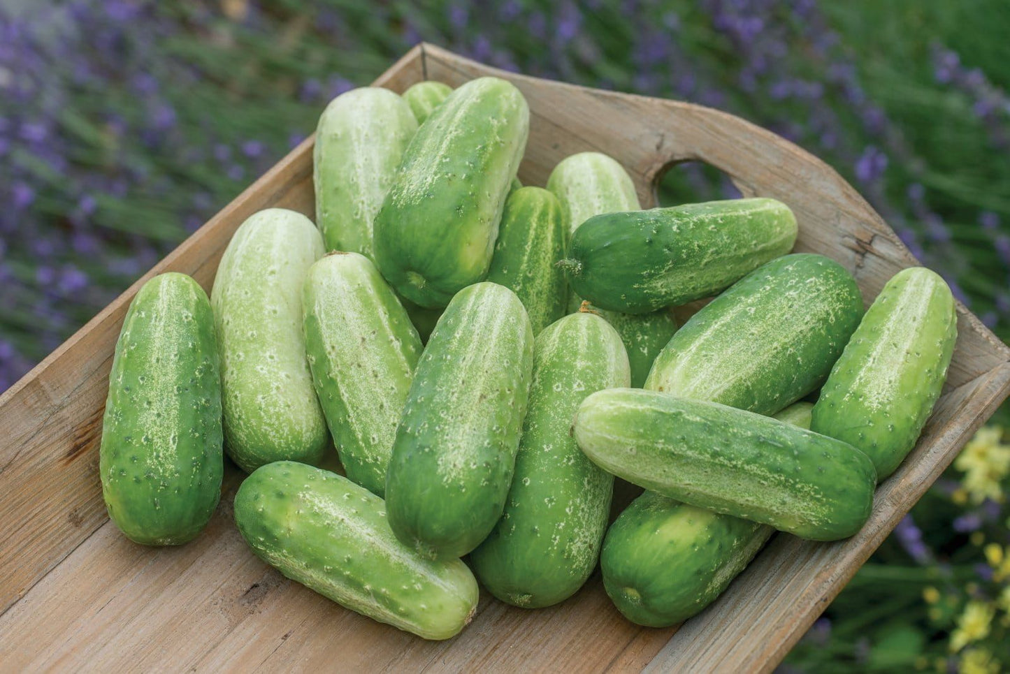 Cucumber Picklebush Seeds