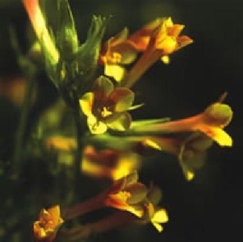 Polemonium pauciflorum Sulphur Trumpets Seeds