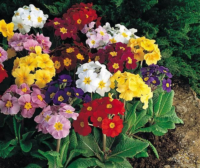 Polyanthus Crescendo Blended Mix Seeds