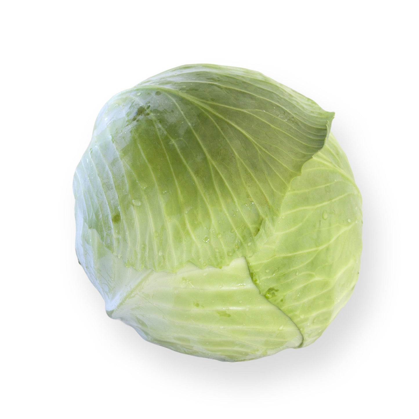 White Cabbage Toughma RZ F1 Hybrid Untreated Seeds