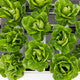 Lettuce Baby Cos Rabello RZ - LS11182 Seeds