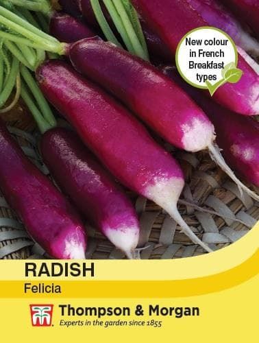 Thompson & Morgan Radish Felicia 400 seed