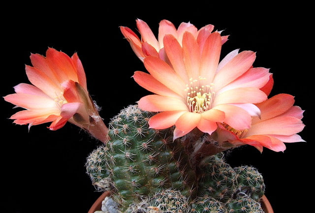 Cactus - Aylostera haagei v. orvrensis Seeds
