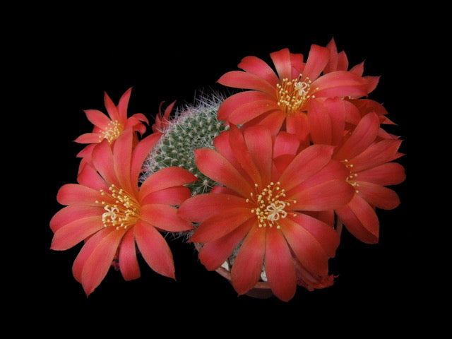 Cactus - Rebutia senilis Seeds