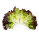 Lettuce Red Oakleaf Renai RZ- LS10937 Seeds
