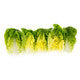 Lettuce Large Green Gem Rianxo RZ (41-484) Seeds