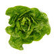 Lettuce Large Green Gem  Rianxo RZ - LS10909 Seeds Rianxo