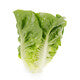 Lettuce Large Green Gem  Rianxo RZ - LS10909 Seeds Rianxo