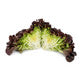 Lettuce Red Oakleaf Romai RZ - LS10936 Seeds