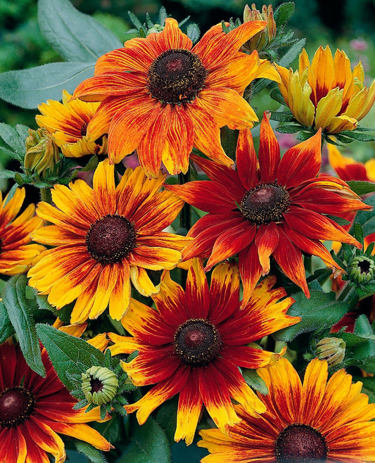 Rudbeckia Autumn Colours Seeds
