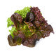 Lettuce Red Oakleaf Santurdai RZ - LS10711 Seeds