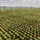 Lettuce Red Oakleaf Santurdai RZ - LS10711 Seeds