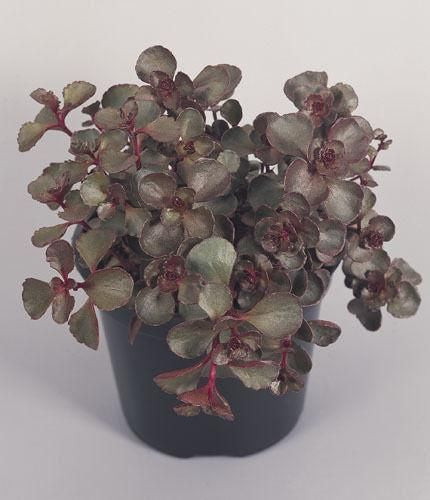 Sedum Spurium Voodoo Seeds