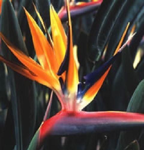 Strelitzia Reginaei Bird of Paradise Seeds