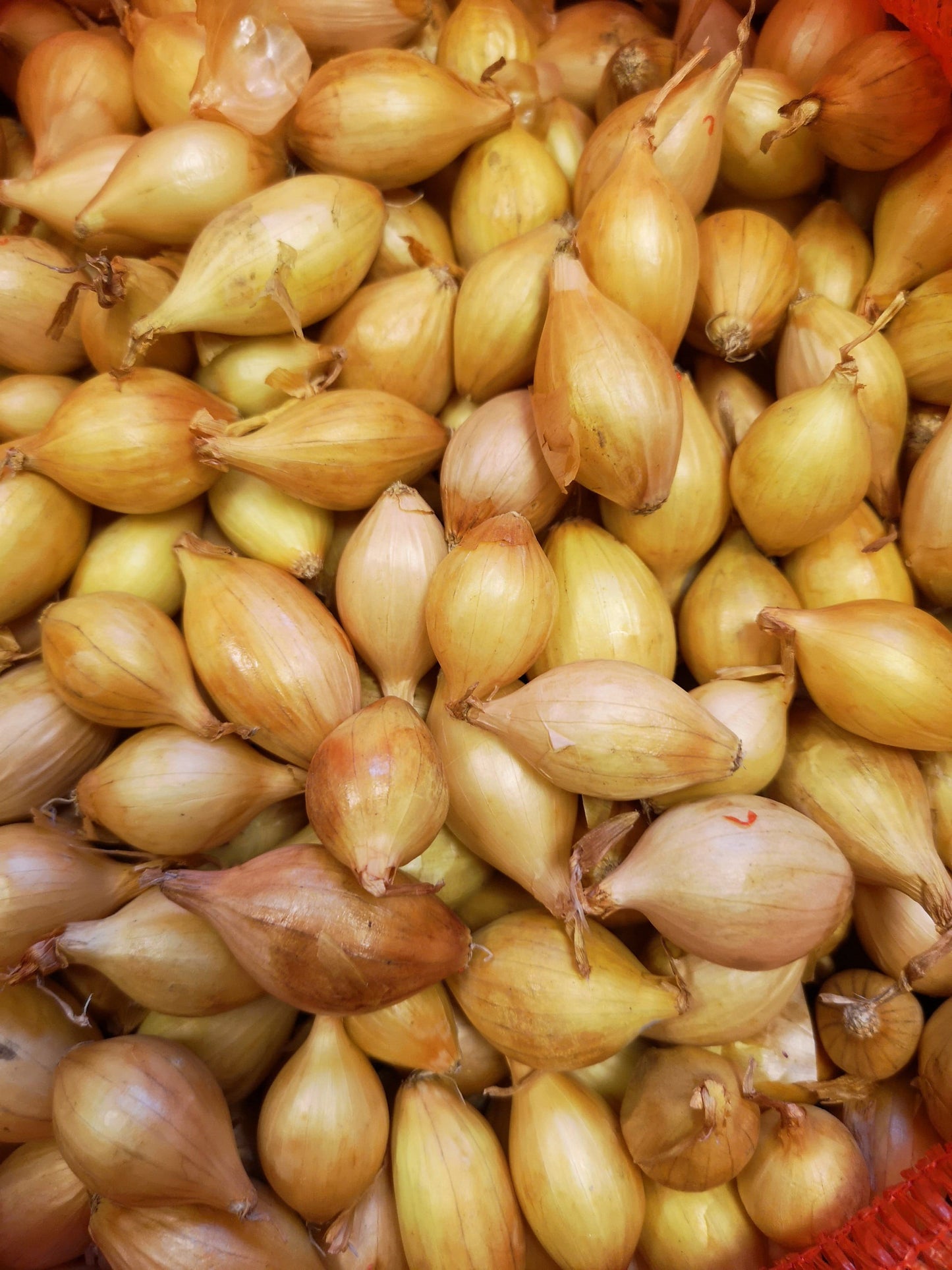 Onion Sets - Stur BC 20