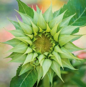 Sunflower Sunfill Green Seeds