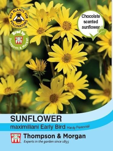 Thompson & Morgan Sunflower maximiliani Early Bird 20 seed