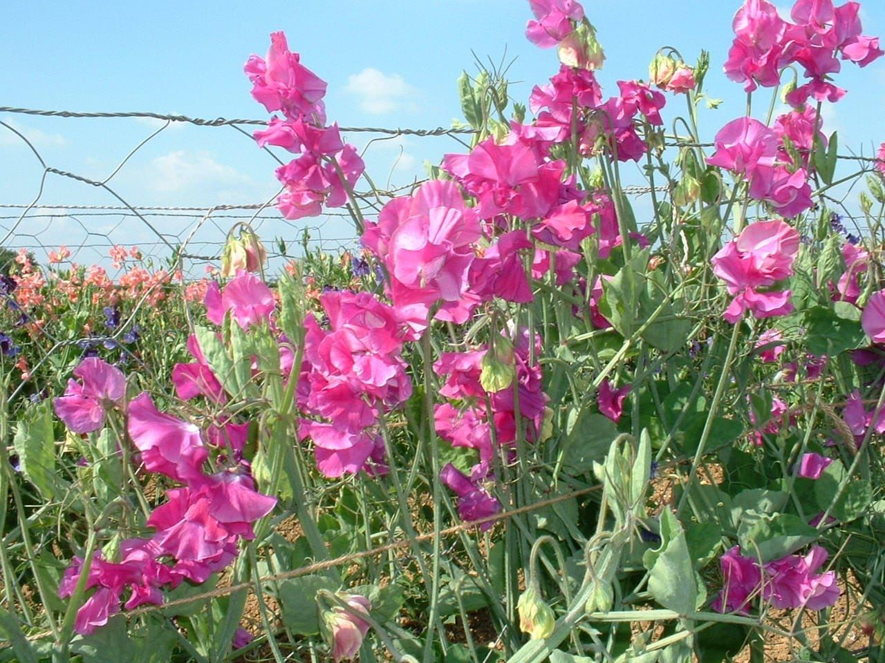 Sweet Pea Eclipse Seeds