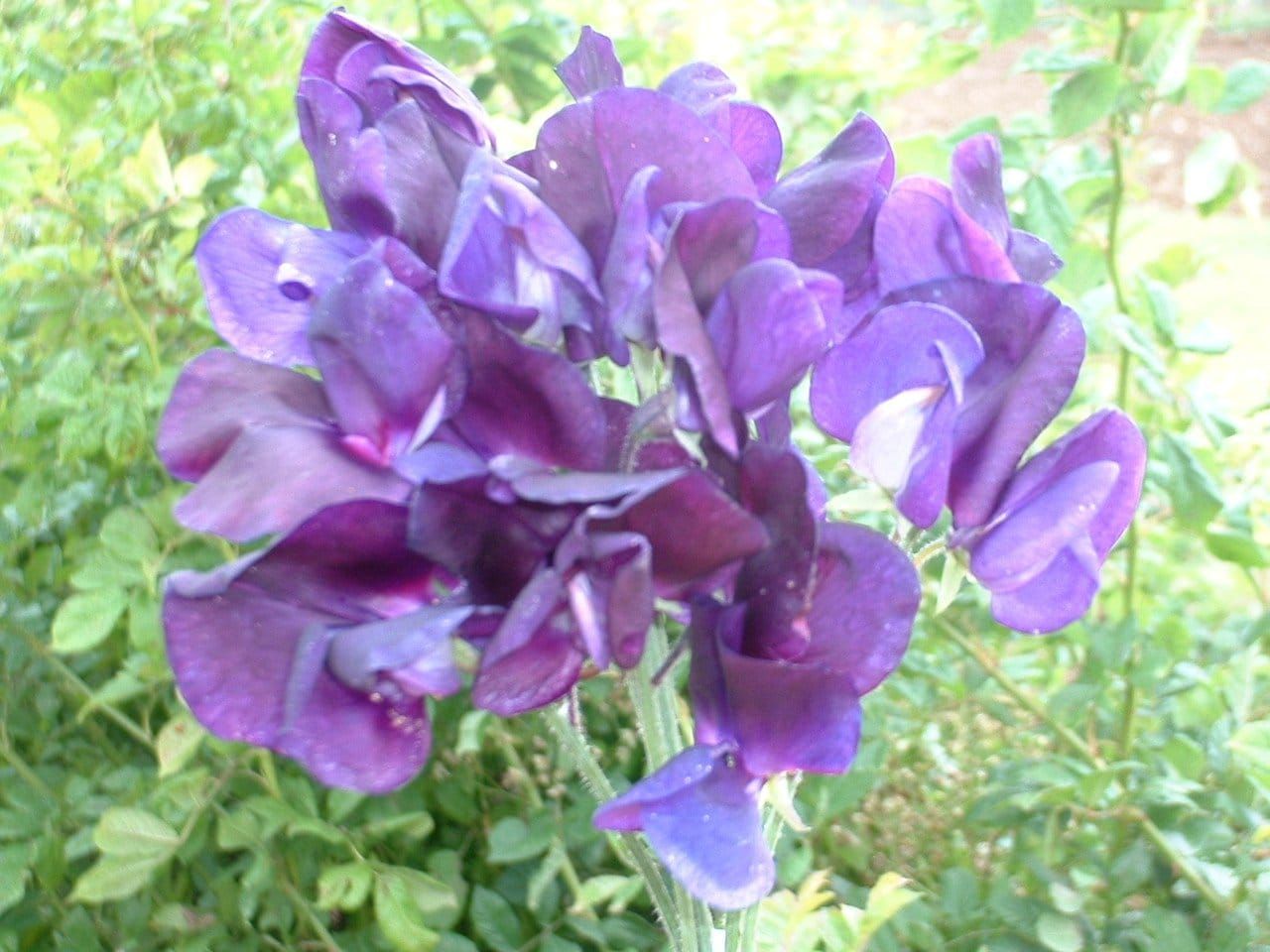 Sweet Pea Flagship Seeds