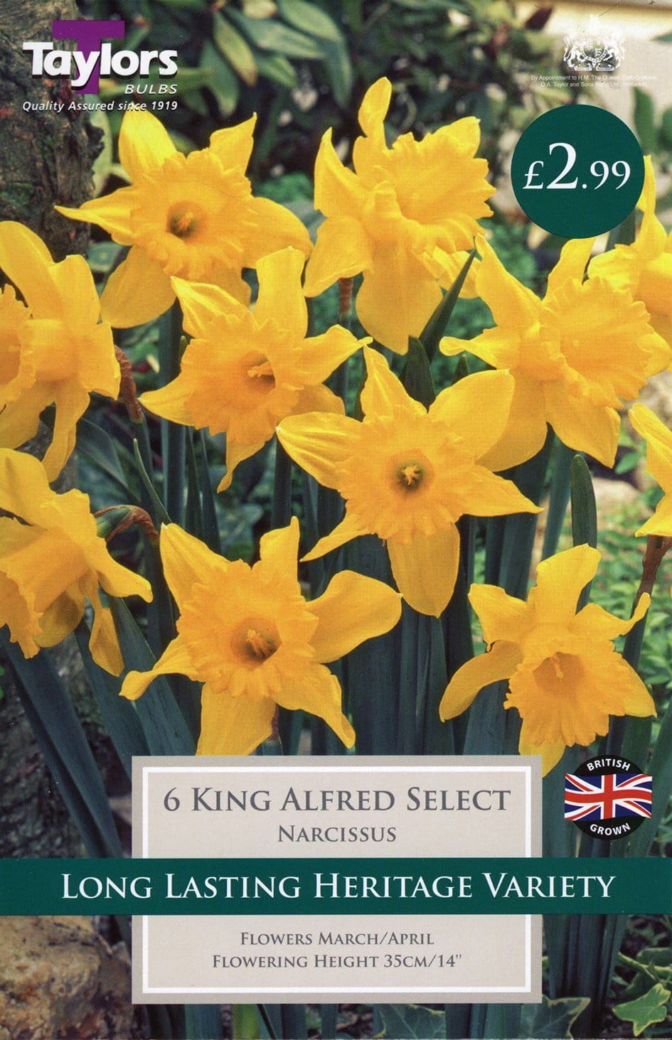 Taylors Daffodil - Narcissus King Alfred Select 12/14cm - 6 Bulbs