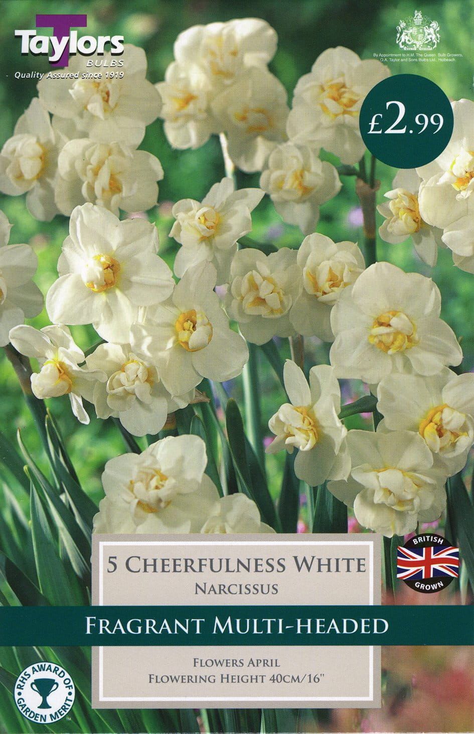 Taylors - Daffodil - Narcissus Cheerfulness White 10/12cm - 5 Bulbs