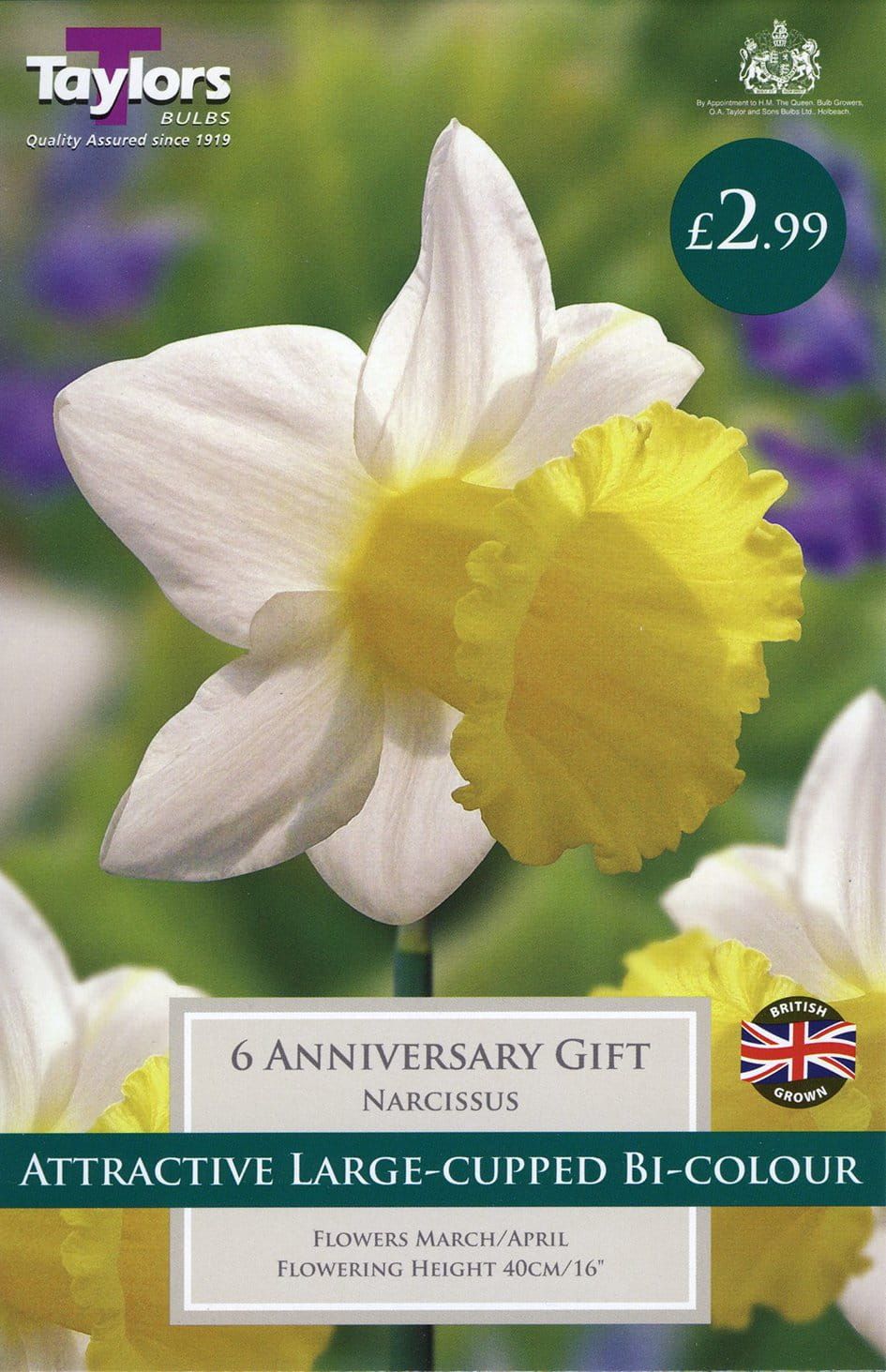 Taylors - Daffodil - Narcissus Anniversary Gift Flowering Bulb - 12/14cm - 6 Bulbs