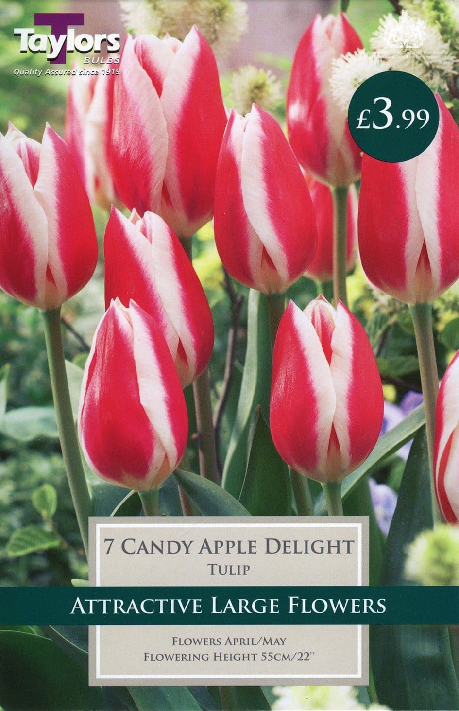 Taylors - Tulip Candy Apple Delight - 11/12cm - 7 Bulbs