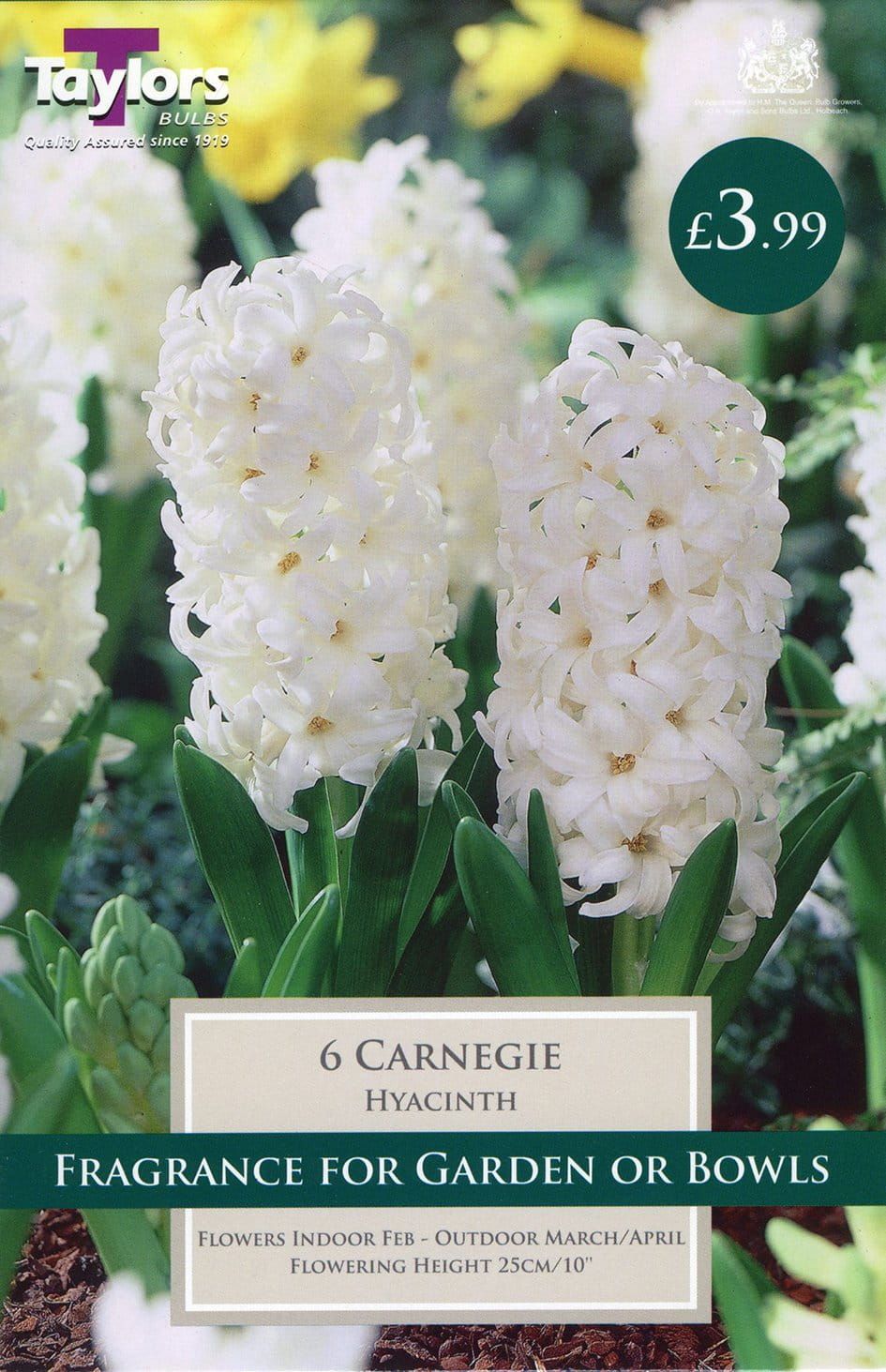Taylors Hyacinth Carnegie - 5 Bulbs - Reduced