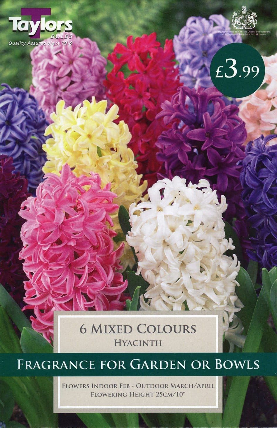 Taylors - Hyacinth Mixed Colours - 5 Bulbs - Reduced