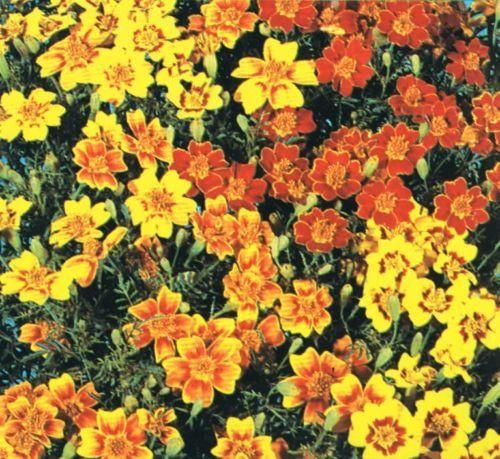 starfire marigold seeds Tagetes Starfire Mixed Seeds – JustSeed