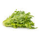 Lettuce Dark Green Incised TAMBAY RZ - LS10982 Seeds