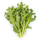 Lettuce Dark Green Incised TAMBAY RZ - LS10982 Seeds