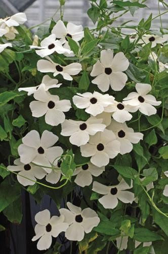 Thunbergia Susie White Black Eye Seeds