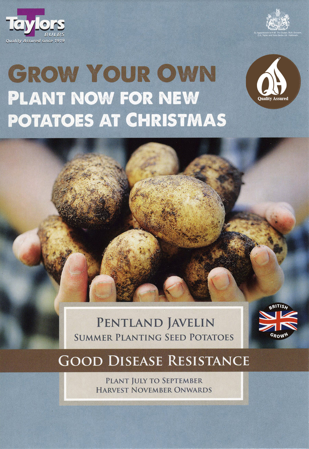 Taylors Seed Potatoes Pentland Javelin 10 Tubers Summer Planting