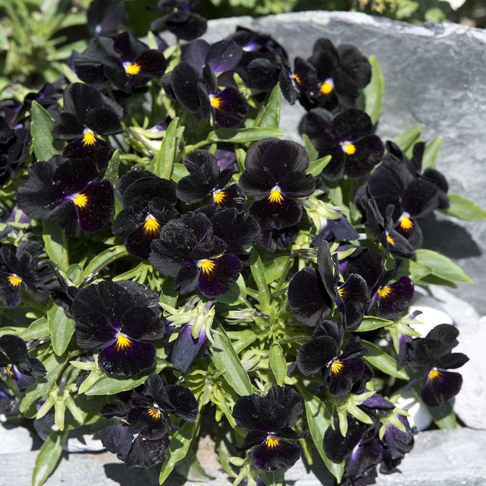 Viola Back to Black Seeds