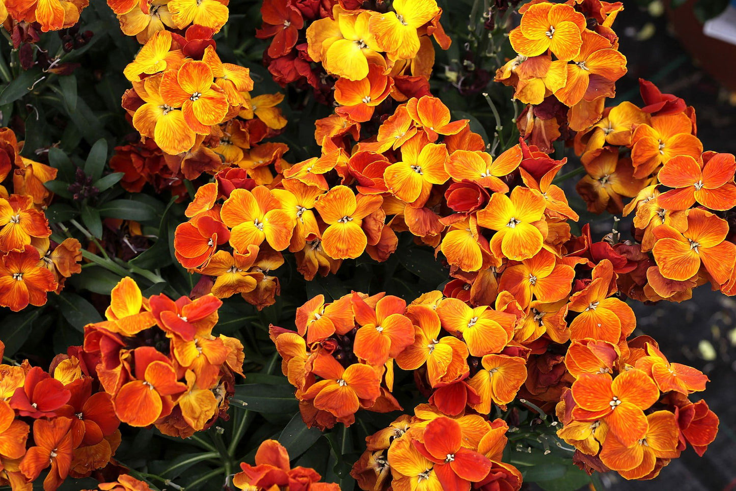 Wallflower Sugar Rush Orange Seeds