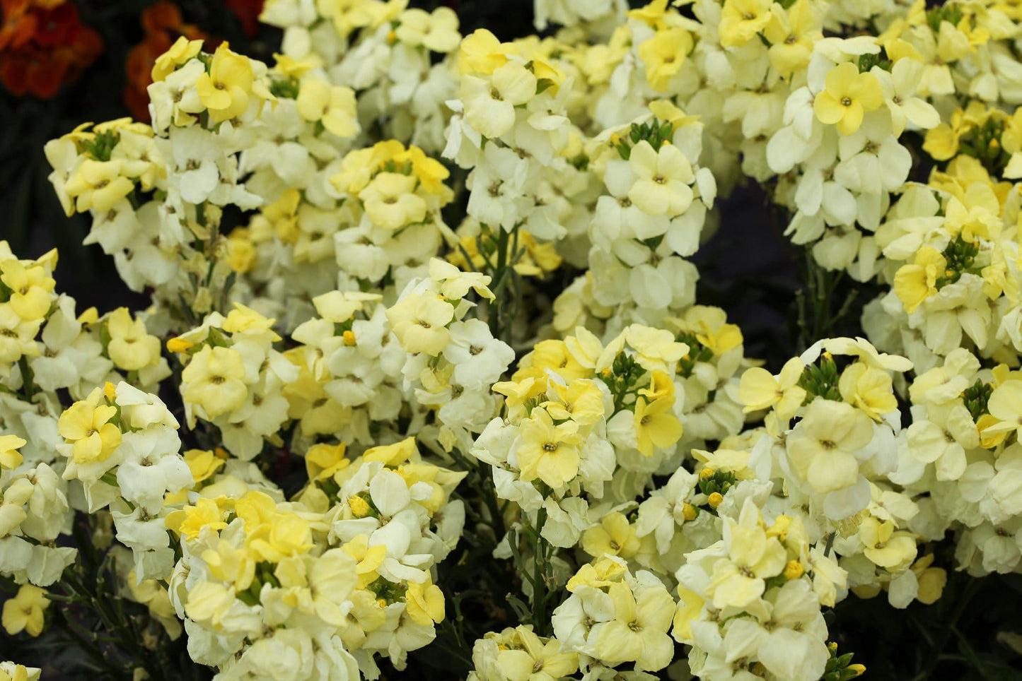 Wallflower Sugar Rush Primrose Seeds